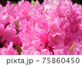 可愛らしいピンクのつつじ 75860450