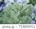 花畑で見つけた不思議な形の葉っぱ 75860451
