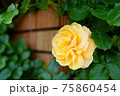 レンガに添える優雅な黄色いバラ 75860454