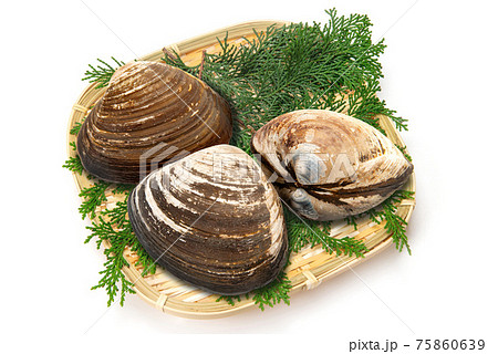 生のホッキ貝 75860639