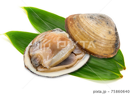生のホッキ貝 生のホッキ貝 75860640