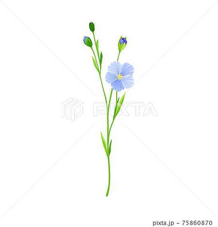 Blue Flax or Linseed Flowers with Five Petals as Cultivated Flowering Plant Specie Vector Illustration Blue Flax or Linseed Flowers with Five Petals as Cultivated Flowering Plant Specie Vector Illustration 75860870