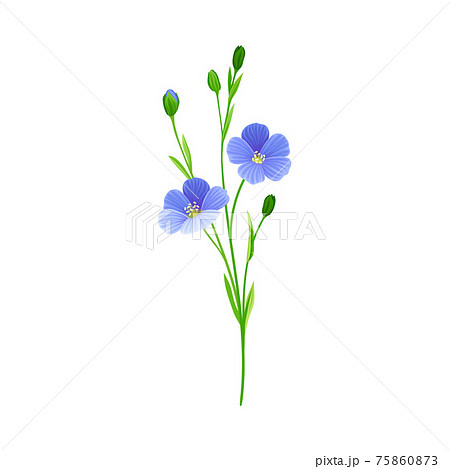 Blue Flax or Linseed Flowers with Five Petals as Cultivated Flowering Plant Specie Vector Illustration 75860873