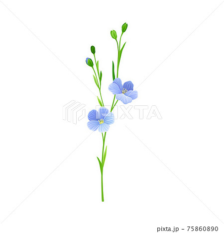 Blue Flax or Linseed Flowers with Five Petals as Cultivated Flowering Plant Specie Vector Illustration 75860890