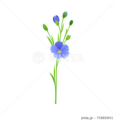 Flax or Linseed as Cultivated Flowering Plant...のイラスト素材 [75860941] - PIXTA