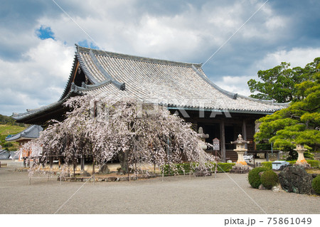 道成寺本堂前のしだれ桜 75861049