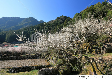 白い梅の花 75861062