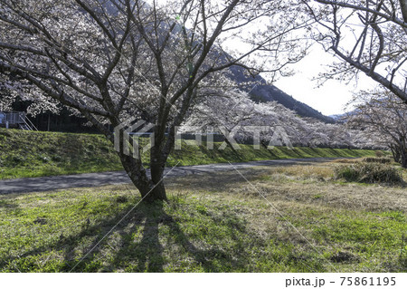 桜並木 75861195