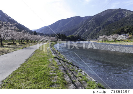 川沿いの桜並木 75861197