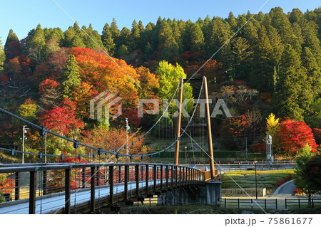 紅葉とつり橋 紅葉とつり橋 75861677