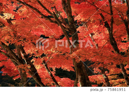 真っ赤に燃える紅葉の林の写真素材