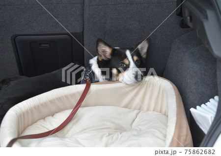 愛犬仕様の車のラゲッジルームと黒いコーギー犬の写真素材 75862682 Pixta