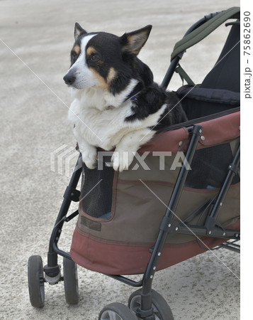 ドッグバギーから身を乗り出す黒いコーギー犬の写真素材 ドッグバギーから身を乗り出す黒いコーギー犬の写真素材