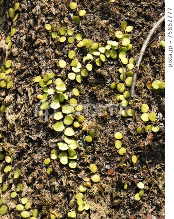 木の表面に着生する「マメヅタ」 木の表面に着生する「マメヅタ」 75862777