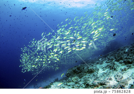 モルジブ・ベンガルスナッパーの群れ.2 75862828