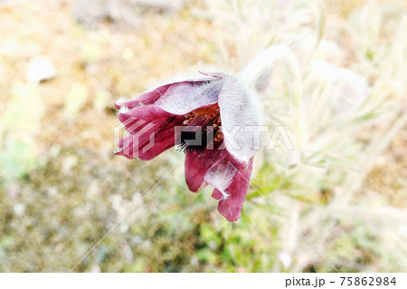朝日を浴びて生き生きと成長している「オキナグサ」水彩画風 75862984