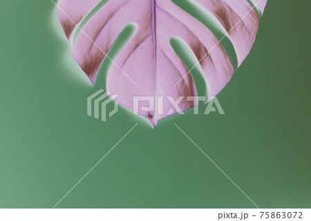 Monstera palm pink leaf on green background. Inverted colors Monstera palm pink leaf on green background. Inverted colors 75863072