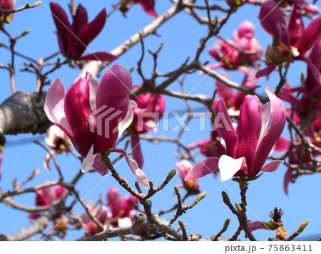 赤紫色のモクレンの花の写真素材