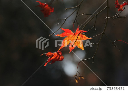 紅葉 紅葉 75863421
