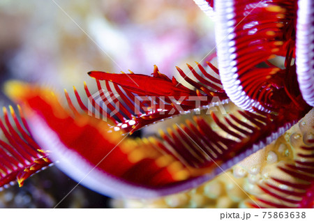 沖縄・赤い　ウミシダヤドリエビ 75863638