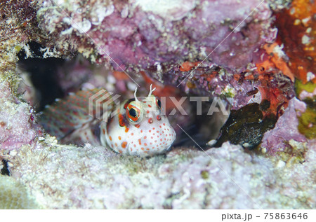 沖縄・モンツキカエルウオ・背びれ広げるシーン.5 沖縄・モンツキカエルウオ・背びれ広げるシーン.5 75863646