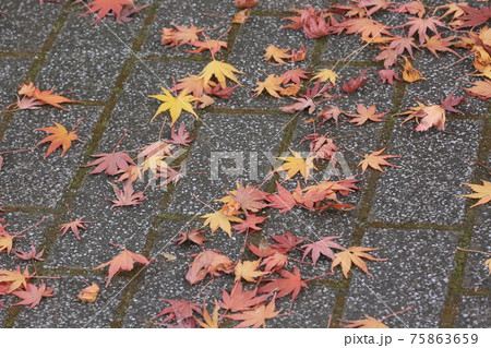 紅葉 75863659