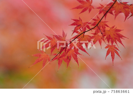 紅葉 紅葉 75863661