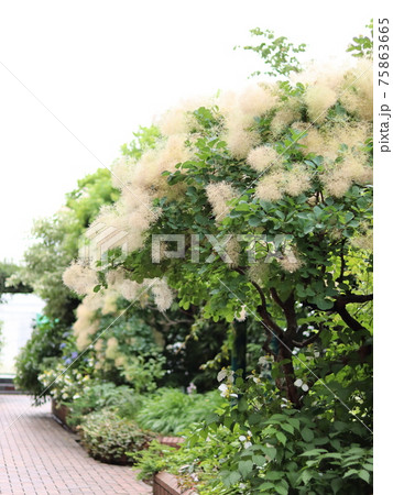 スモークツリー 75863665