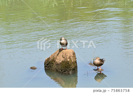 春の陽を浴びるカルガモ 75863758