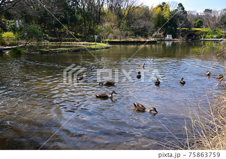 春の陽を浴びるカルガモ 春の陽を浴びるカルガモ 75863759