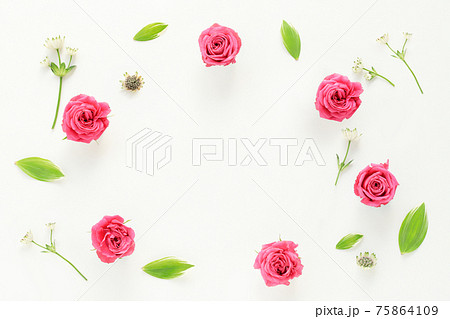 白背景にピンクのバラの花と小花のナチュラルなフレームの写真素材