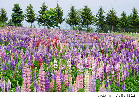 ルピナスの花畑の写真素材