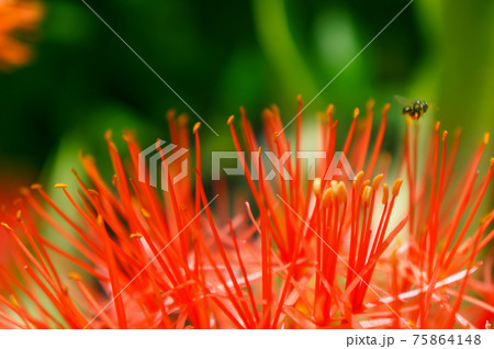 Blood Lily, flower and bee help each other, Flower background, symbiotic relationship 75864148
