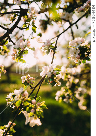 Apple buds bloom in spring. Apple blossom. Spring garden. Blurred background 75864484