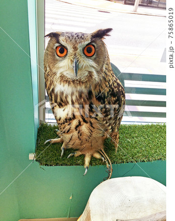 Owl (Mimizuku) - Stock Photo [75865019] - PIXTA