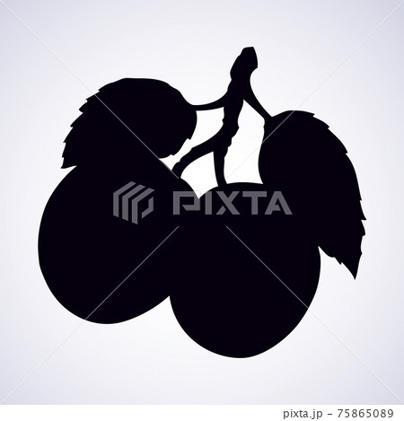 Plum, vector illustration 75865089
