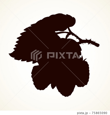 Raspberries. Vector illustration 75865090