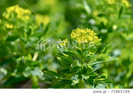 ノウルシ ノウルシ 75865199