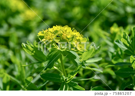 ノウルシ 75865207