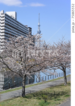 平井旧中川の風景 75865552