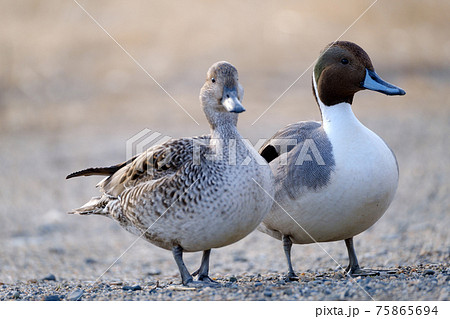 A pair of ducks snuggling up on the shore of a - Stock