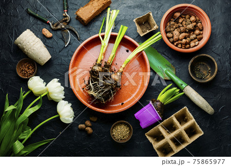 Planting spring flower Planting spring flower 75865977