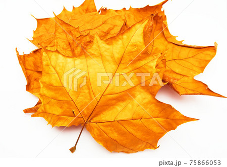 プラタナスの落葉のクローズアップ 75866053