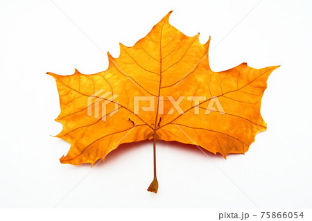 プラタナスの落葉のクローズアップ プラタナスの落葉のクローズアップ 75866054