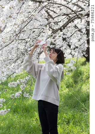 桜の花をスマホで撮影する女性 桜の花をスマホで撮影する女性 75866221