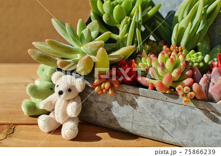 ブリキの器のカラフルな多肉植物の寄せ植えとテディベア の写真素材