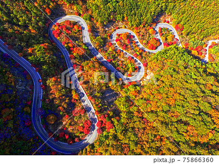 秋 紅葉 道路 75866360