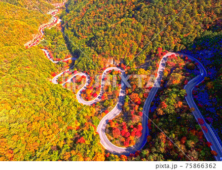 秋 紅葉 道路 75866362
