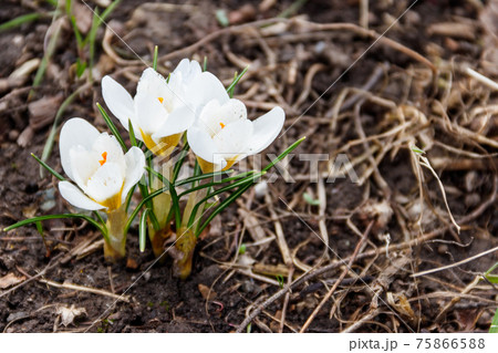White crocus flowers in the garden on spring 75866588