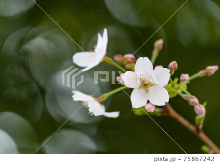桜(Sakura、さくら)、桜坂 桜(Sakura、さくら)、桜坂 75867242